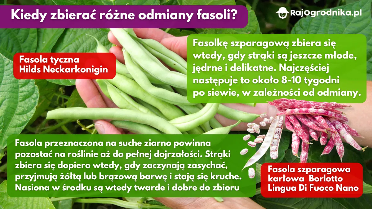 Kiedy zbierać różne odmiany fasoli blog sklep rajogrodnika